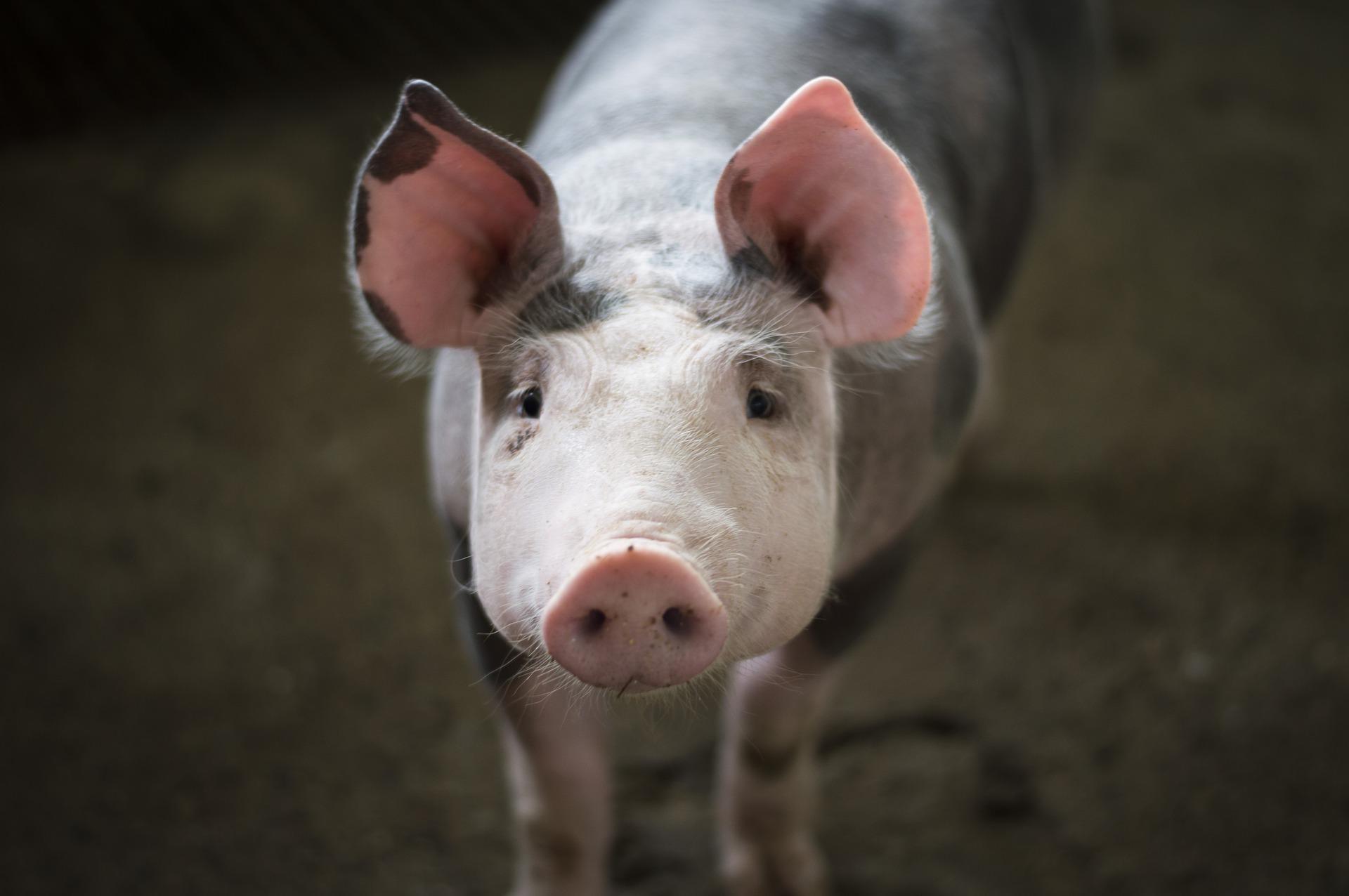 Kiemelő fotó - Felmérik a háztáji sertésállományokat