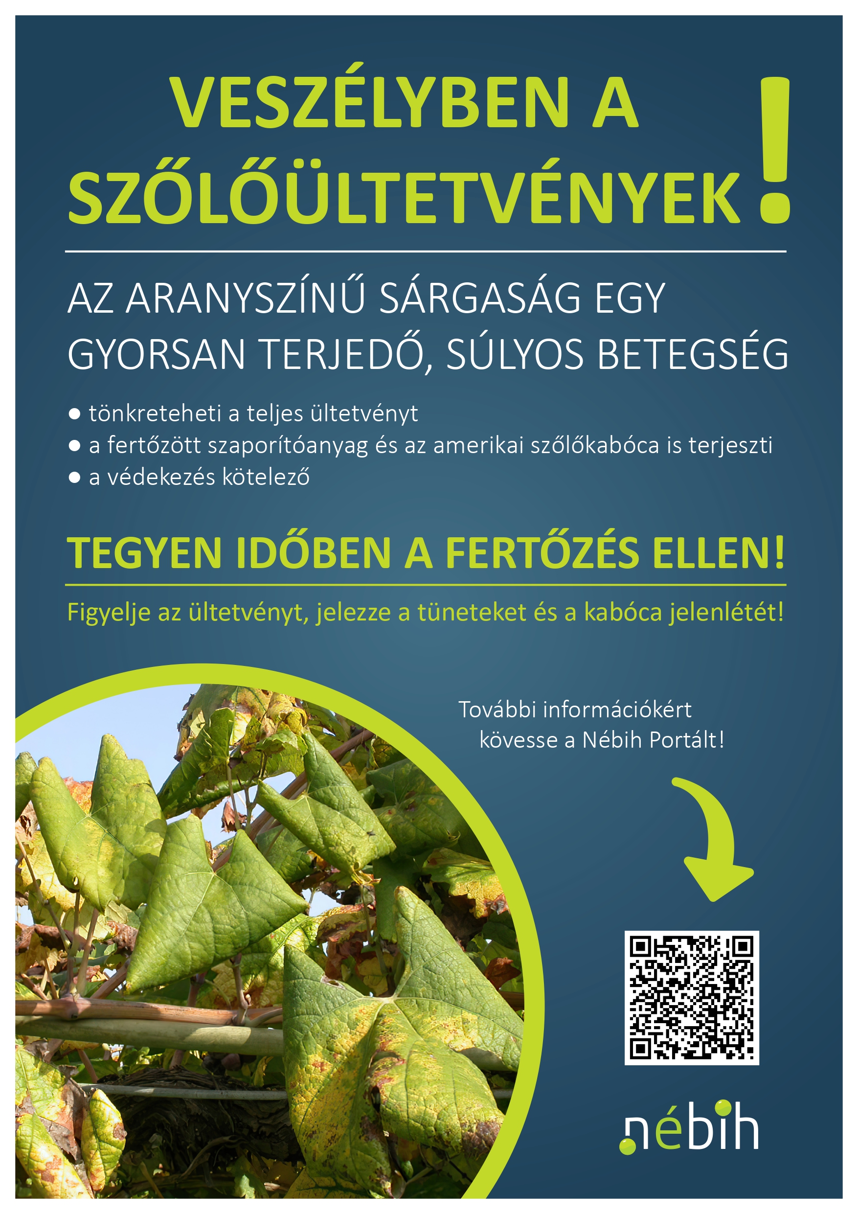 Kiemelő fotó - Veszélyben a szõlõültetvények!