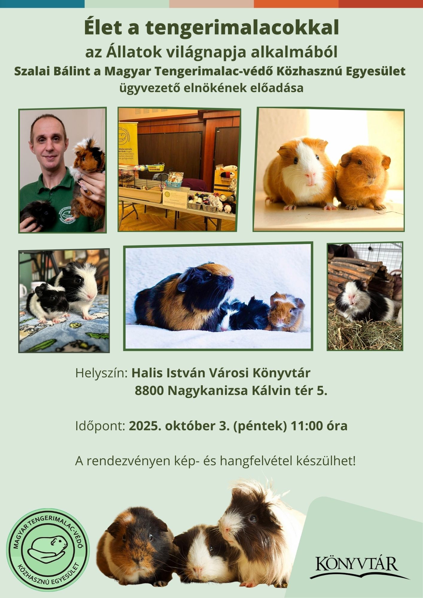 Kiemelő fotó - Élet a tengerimalacokkal (október 3.)