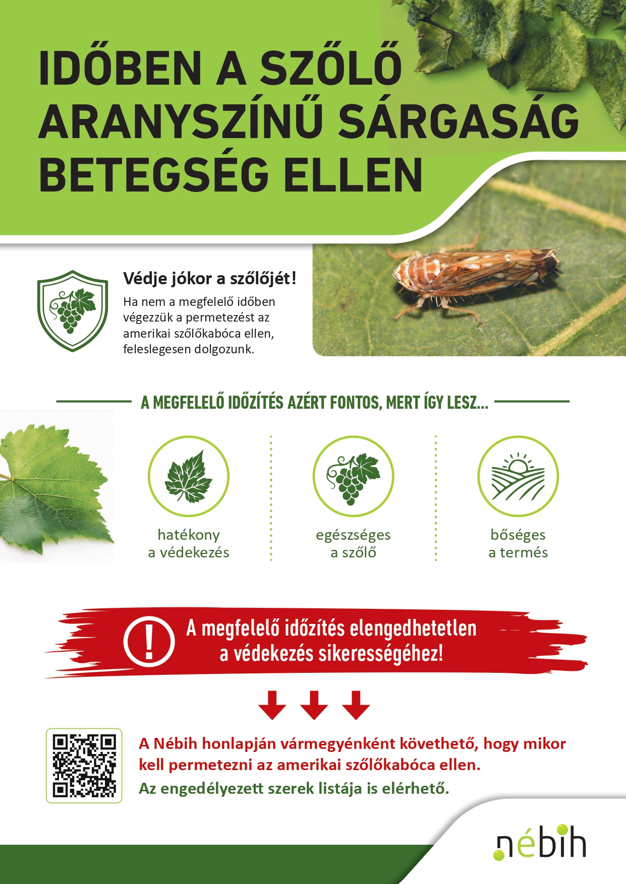 Kiemelő fotó - Védje jókor a szõlõjét!