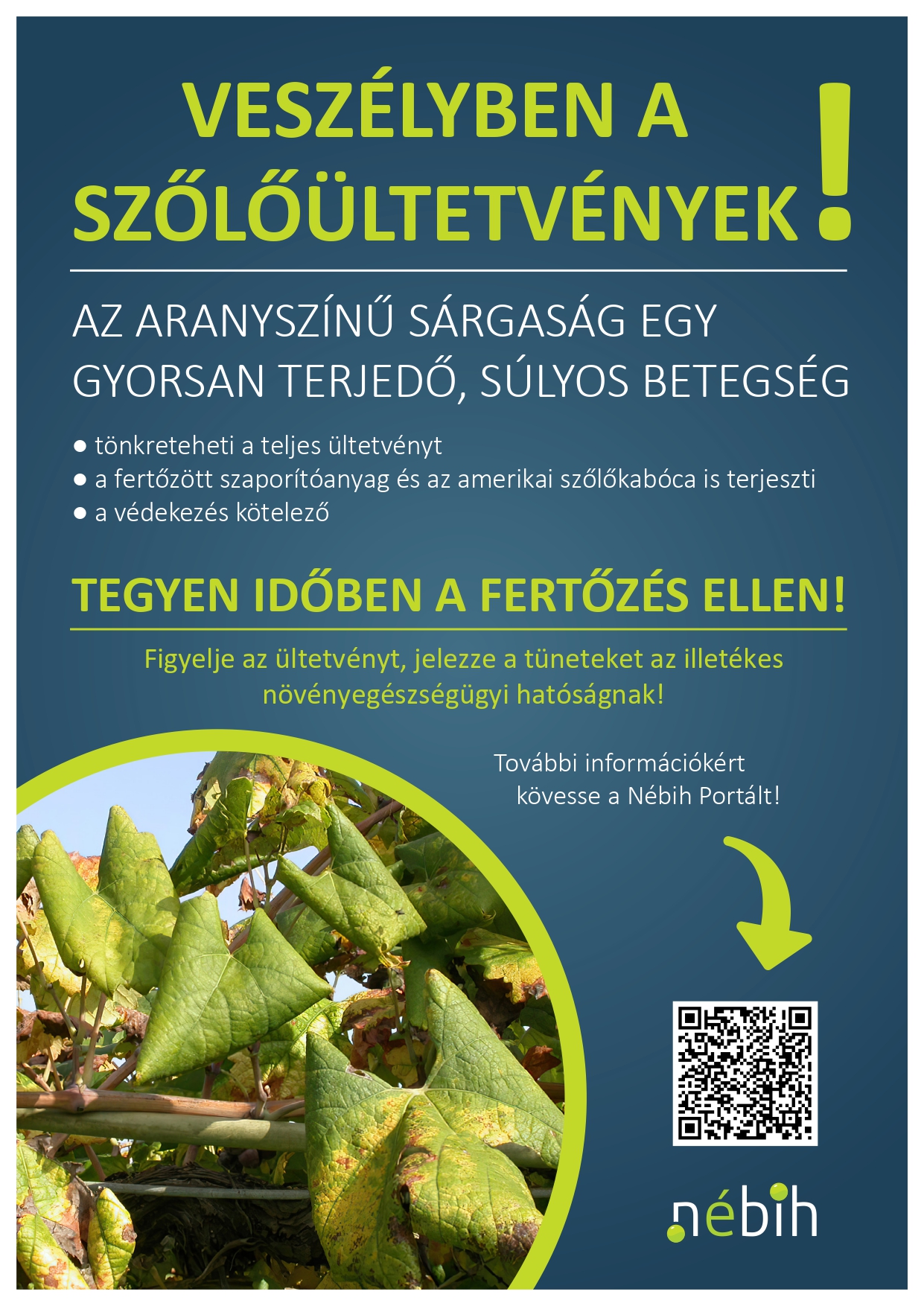 Kiemelő fotó - Veszélyben a szõlõültetvények!